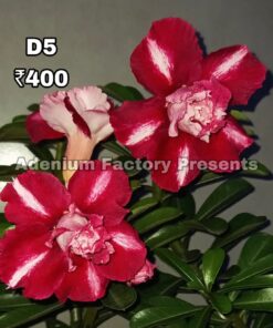 ADENIUM GRAFTED PLANT #D5