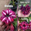 ADENIUM GRAFTED PLANT #BLENDA
