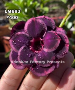 ADENIUM GRAFTED PLANT #LM663