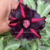 ADENIUM GRAFTED PLANT #RC6