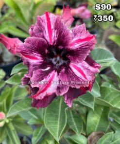 ADENIUM GRAFTED PLANT #S90
