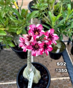 ADENIUM GRAFTED PLANT #S92