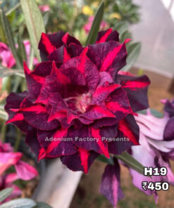 ADENIUM GRAFTED PLANT #H19