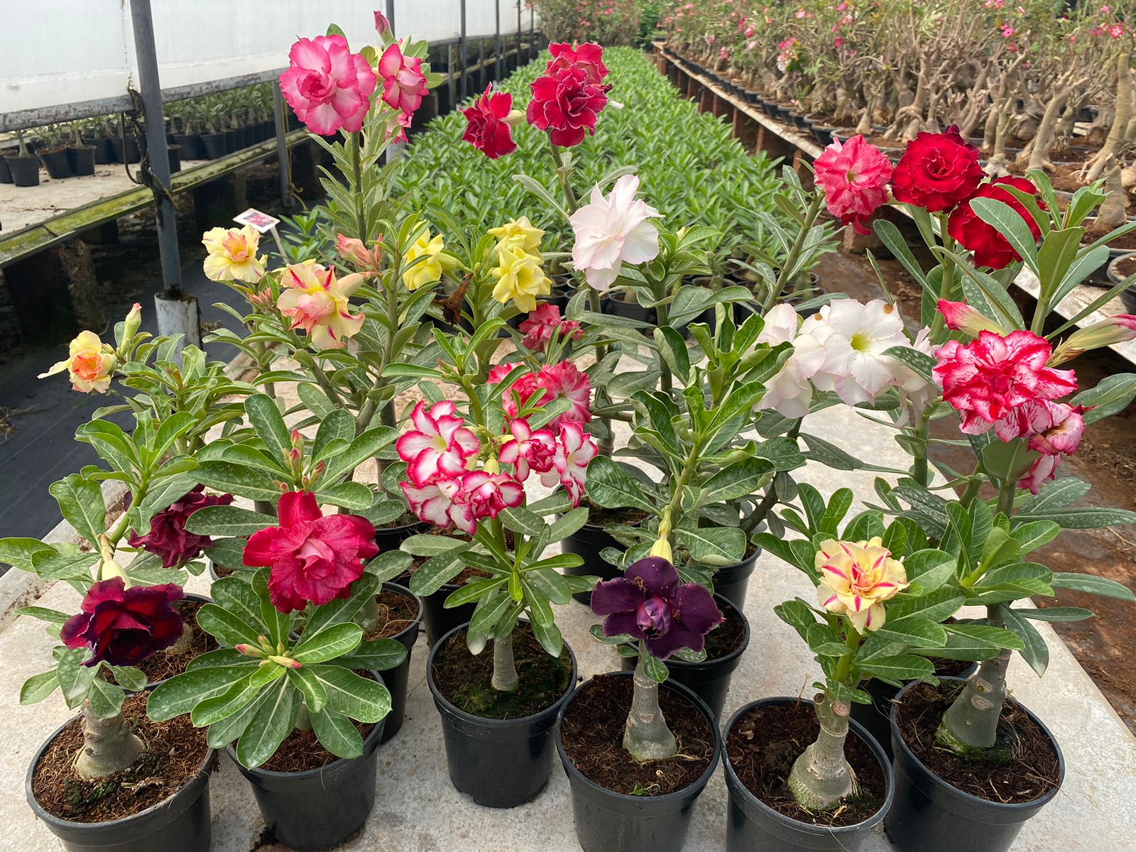 Adenium All Color ALL COLOUR - Adenium Factory