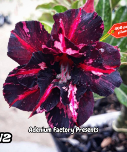 ADENIUM GRAFTED PLANT #N2