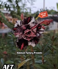ADENIUM GRAFTED PLANT #AF7