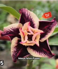 ADENIUM GRAFTED PLANT #N5