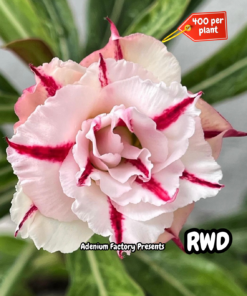 ADENIUM GRAFTED PLANT #RWD