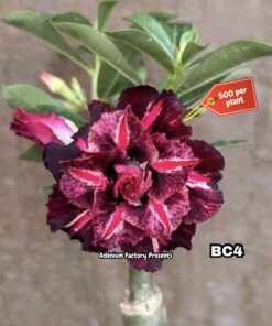 ADENIUM GRAFTED PLANT #BC4