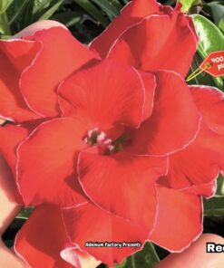 ADENIUM GRAFTED PLANT #REDW