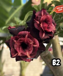 ADENIUM GRAFTED PLANT #B2