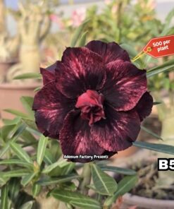 ADENIUM GRAFTED PLANT #B5