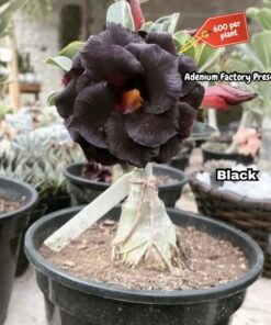 ADENIUM GRAFTED PLANT #BLACK