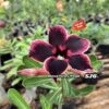 ADENIUM GRAFTED PLANT #SJ6