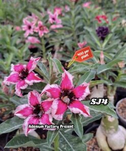 ADENIUM GRAFTED PLANT #SJ4