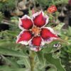 ADENIUM GRAFTED PLANT #SJ3