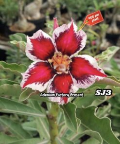 ADENIUM GRAFTED PLANT #SJ3