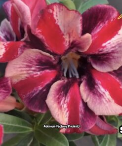 ADENIUM GRAFTED PLANT #S65