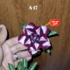 ADENIUM GRAFTED PLANT #A17