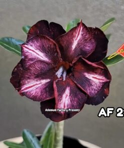 ADENIUM GRAFTED PLANT #AF21