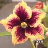 Adenium Grafted Plant #AS3