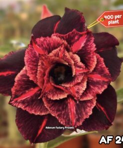 Adenium Grafted Plant #AF24