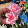 #AF41 ADENIUM PLANT