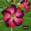 #AF50 ADENIUM PLANT