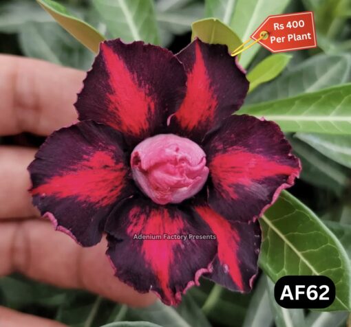 #AF62 ADENIUM PLANT - Adenium Factory